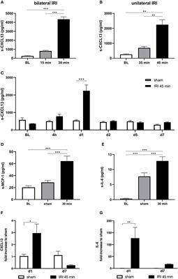 Ischemia Reperfusion Injury Triggers CXCL13 Release and B-Cell Recruitment After Allogenic Kidney Transplantation